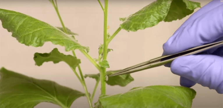Un electrod ar putea ajuta la salvarea culturilor agricole. Ce au descoperit cercetătorii