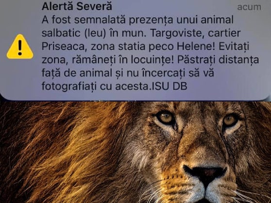 Mesaj Ro-Alert în Târgovişte: Un leu a fost văzut în apropierea oraşului