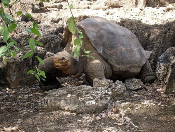 O specie de „ţestoasă uriaşă fantastică”, considerată dispărută de 100 de ani, a fost găsită în viaţă