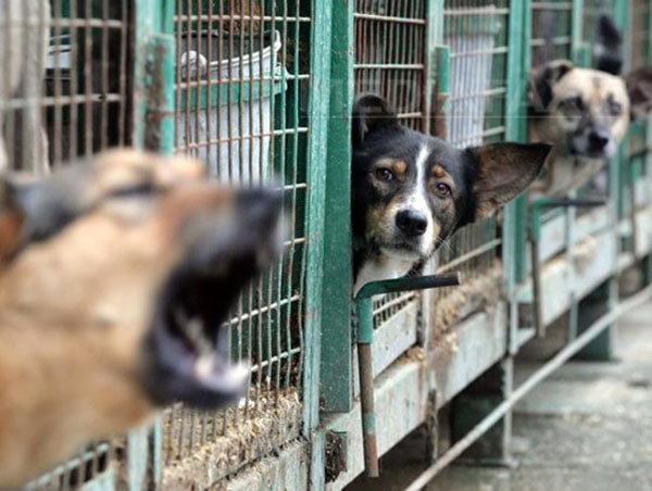 Soluţia găsită după tragedia de la lacul Morii: sterilizarea în masă a câinilor
