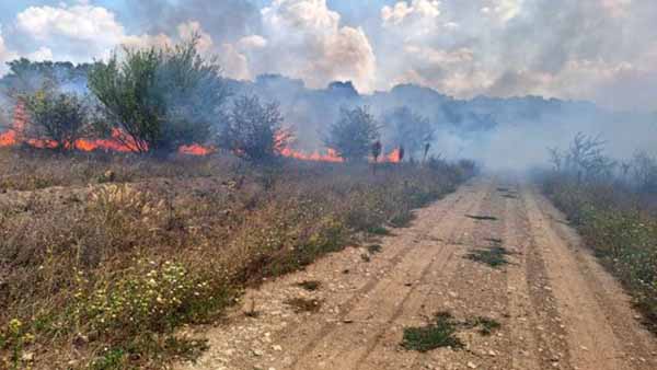 Incendiu în zona Pădurii Băneasa: ard circa 30 de hectare de vegetaţie